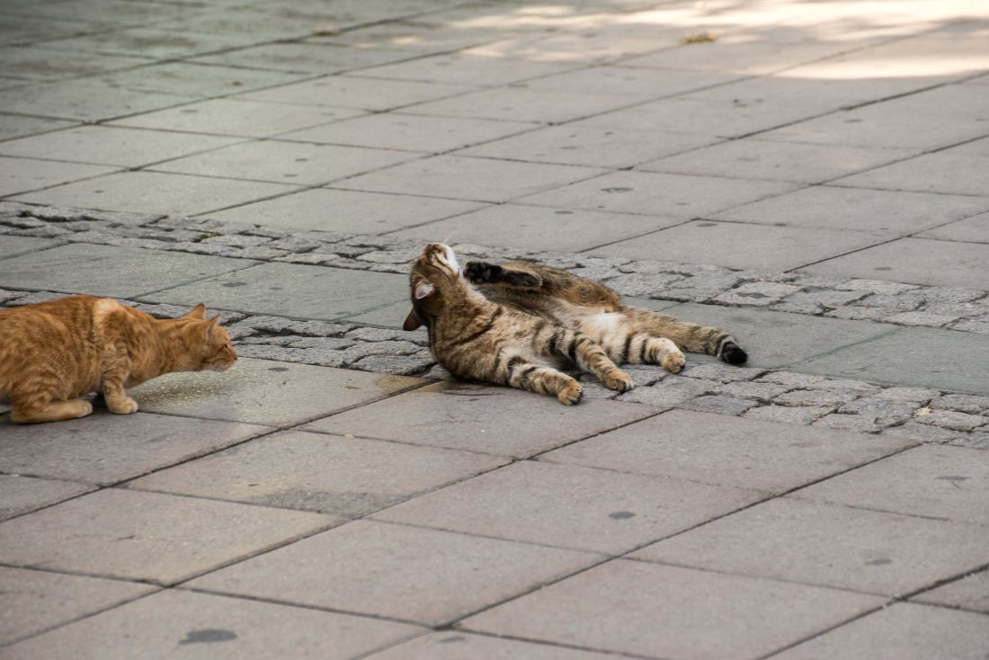 cat, animal, pavement, street, asphalt, urban, domestic cat