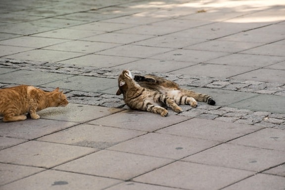 แมว สัตว์ ทางเท้า ถนน ยางมะตอย เมือง ในประเทศแมว