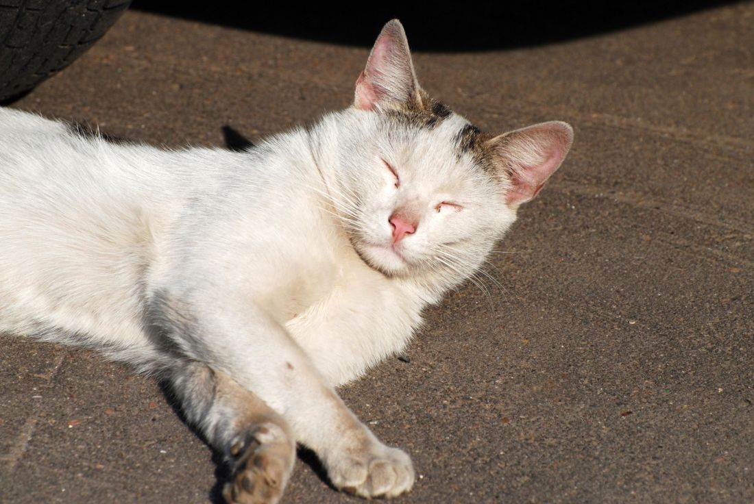 biela mačka, roztomilý, zviera, portrét, pet, mačiatko, asfalt, mačací, mačička