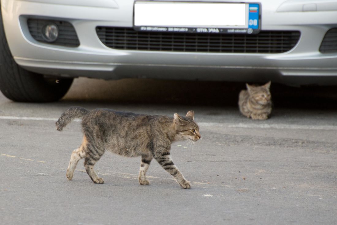 γάτα, αυτοκίνητο, δρόμου, πόλης, δρόμος, γκρι, εγχώριο γάτα