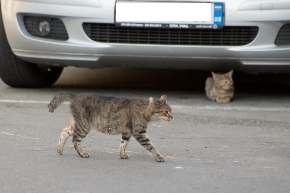 cat, car, street, urban, road, gray, domestic cat