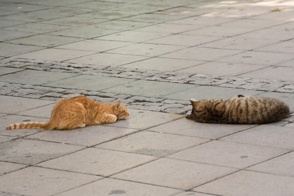 žlutá kočka, šedá kočka, urban, chodník, kotě, zvíře, zvířata