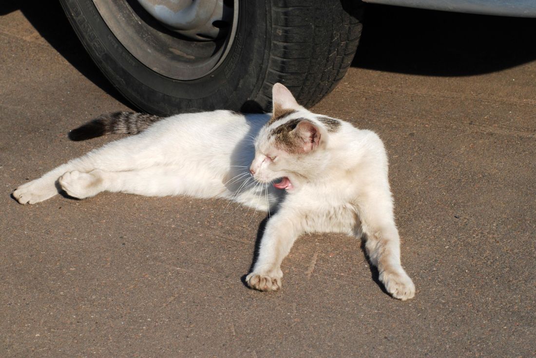 bílá kočka, portrét, pet, zvíře, kotě, kočičí, městské, asfalt, kitty, roztomilý