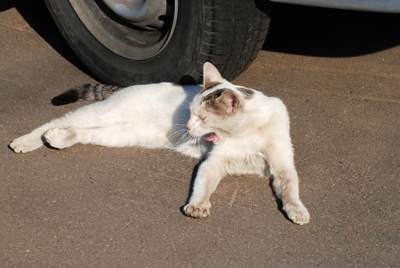 бяла котка, портрет, домашни любимци, животни, коте, котешки, градски, асфалт, Кити, сладък