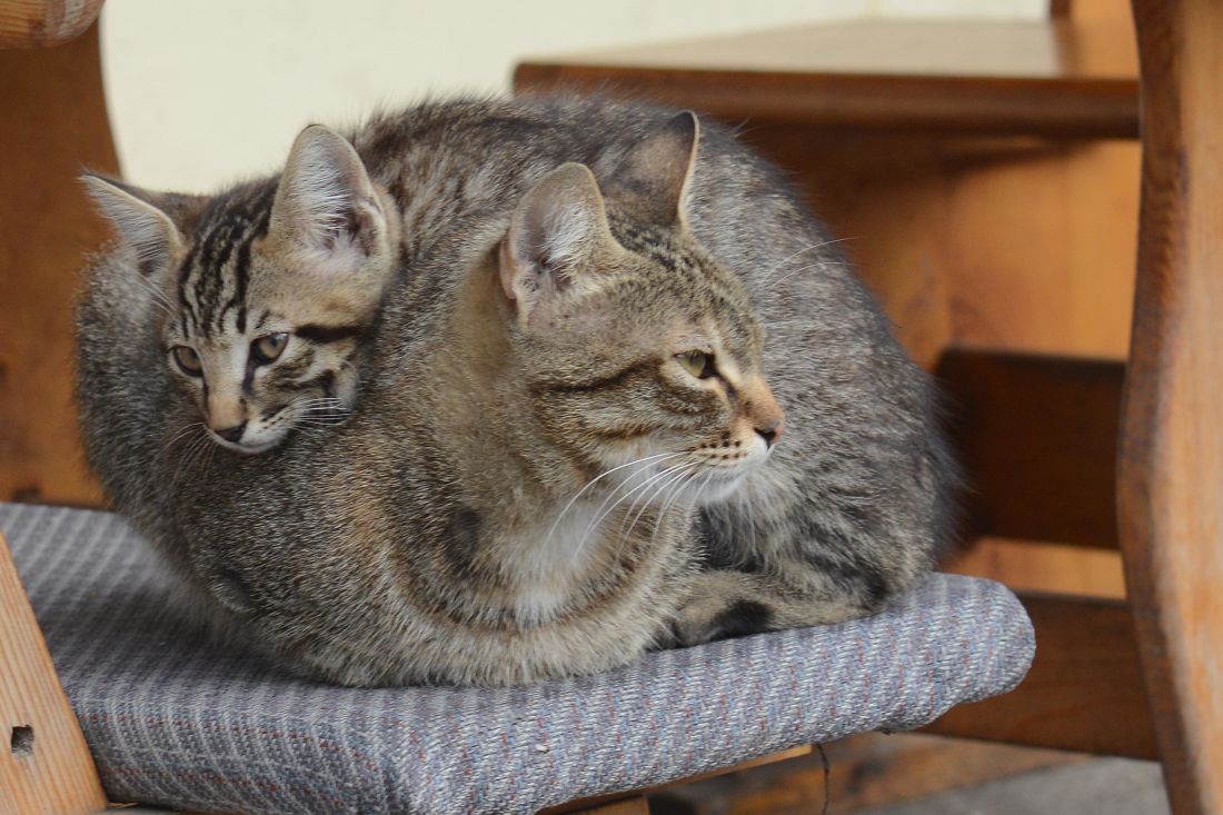 สีเทาแมว ตกแต่งภายใน สัตว์เลี้ยง ลูก แมว น่ารัก ภาพ ขนสัตว์ สัตว์ แมว