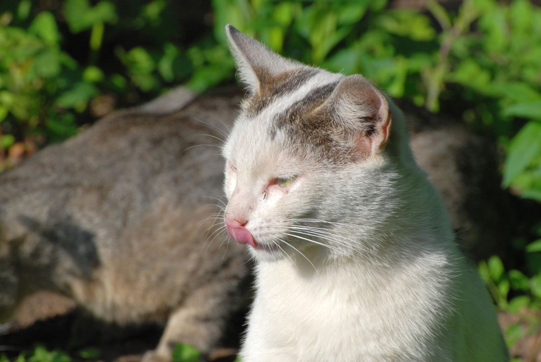 น่ารัก สัตว์ ธรรมชาติ แมวขาว ขนสัตว์ ลูก แมว กลางแจ้ง คิตตี้ แมว