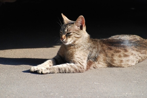 grey cat, animal, urban, shadow, asphalt, street