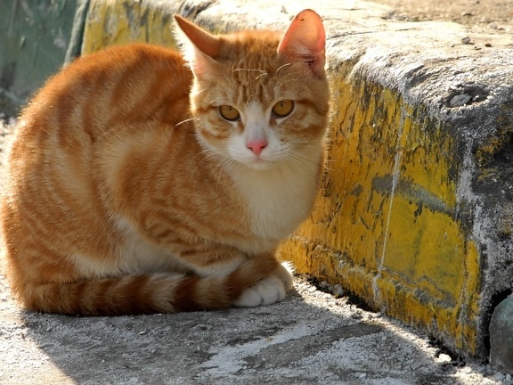 yellow cat, animal, sunshine, outdoor, urban, asphalt
