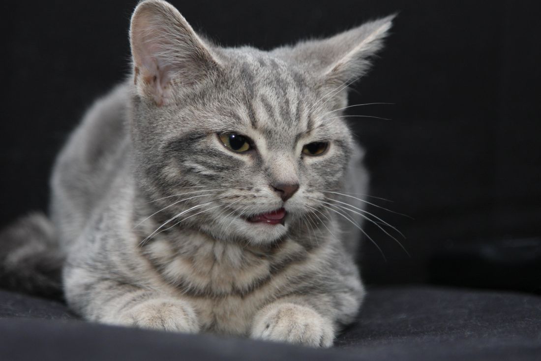 フリー写真画像 灰色の猫 ペット 動物 肖像画 かわいい子猫の暗い 影 ネコ科の動物 キティ