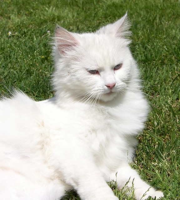 weiße Katze, niedlich, Fell, Rasen, Perserkatze, Tier, Haustier, Kätzchen, Auge, whisker