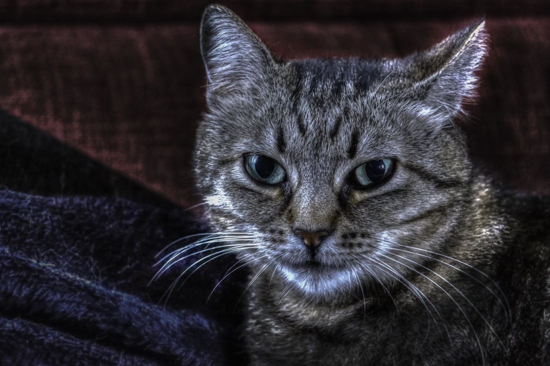 gato cinzento, cute, animal de estimação, retrato