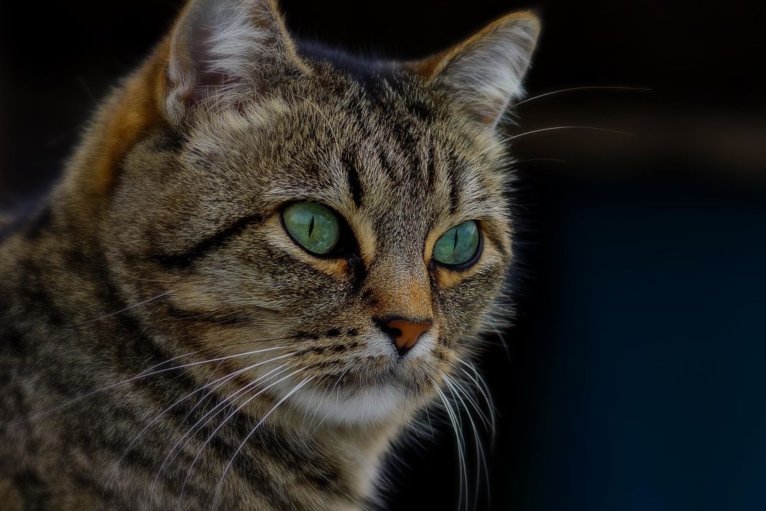 ojo de gato de retrato, gris, gatito joven, curioso, mascota, cabeza, animales, pieles, lindo,