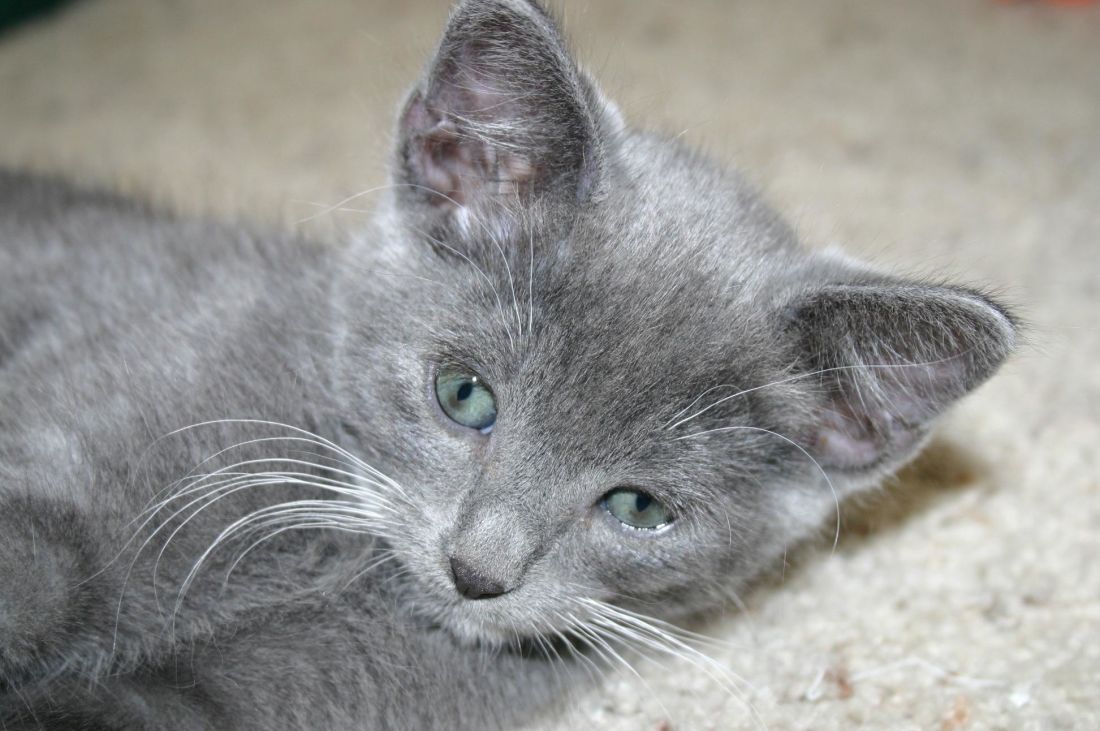 grå katten, dyr, søte, pet, pels, kattunge, grå, kattunge, feline