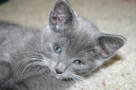 Sivá mačka, zvieratá, roztomilý, pet, kožušiny, mačiatko, šedá, kitty, mačací