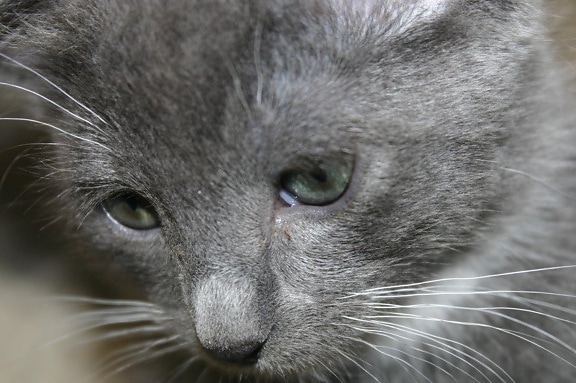 сива котка, животински, кожа, око, сладък, коте, нишковидни, портрет