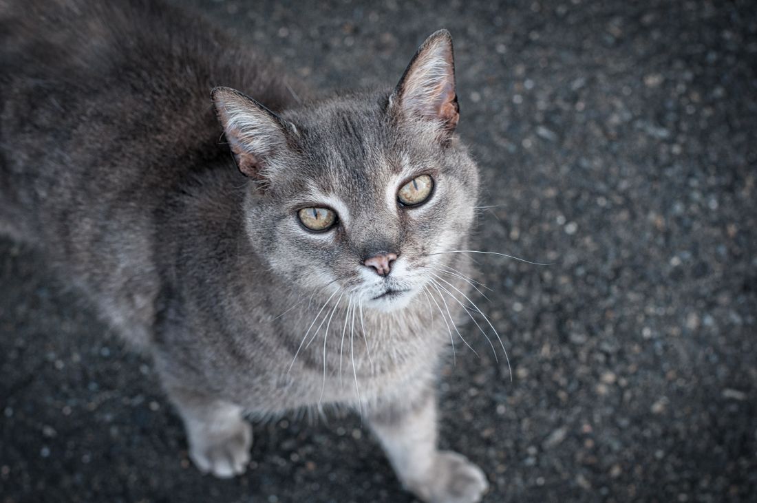 gatto, carino, animali, pet, gatto grigio, asfalto, curioso