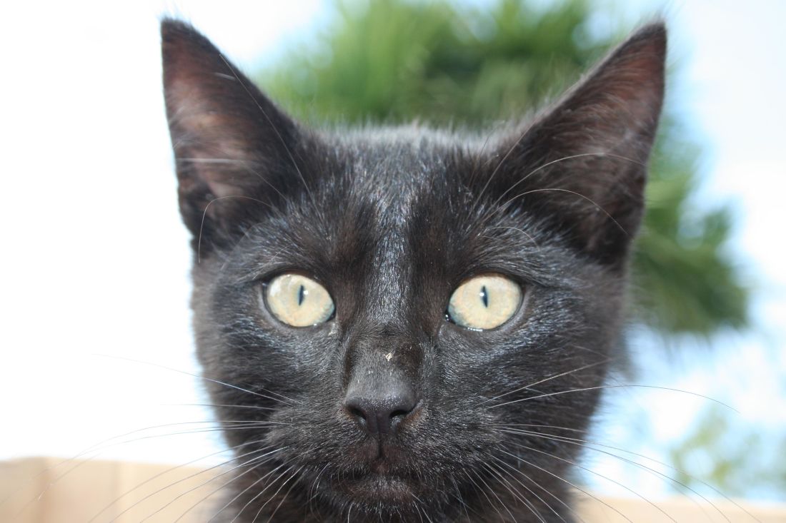 Black cat, søt, dyr, kjæledyr, portrett, øye, pels, kattunge, feline