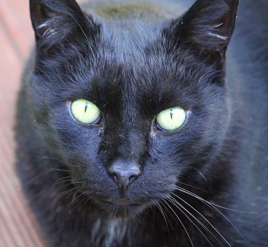 黒い猫、かわいい、目、肖像画、毛皮、ペット、動物、ウィスカ