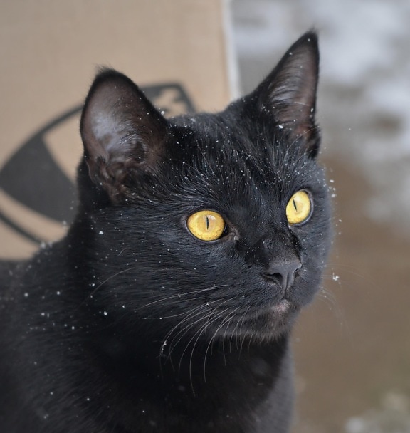 zwarte kat, oog, schattig, bont, Bakkebaard, portret, kitten, dier