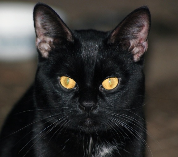 černá kočka, pet, portrét, zvíře, roztomilý, kotě, oči, srst, kitty