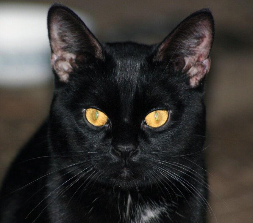 Ücretsiz resim Kara kedi, Evcil Hayvan, portre, hayvan, şirin, yavru