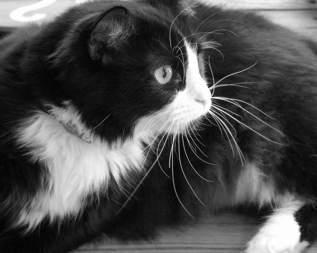 kat, killing, kæledyr, portræt, sort/hvid, dyr, øje, pels, sød, bakkenbart