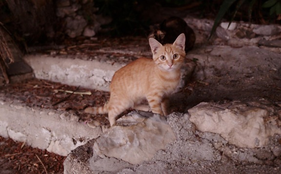 แมว กลางแจ้ง มืด เงา ในเมือง ยางมะตอย