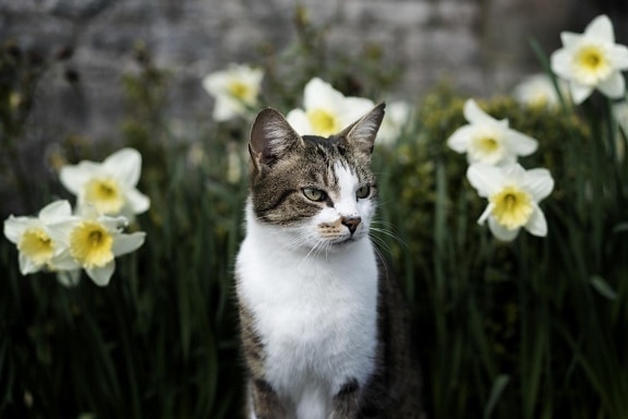 természet, virág, cica, macska, macska, cica, kisállat, szőrme