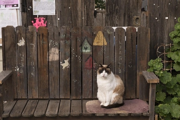 สนามหลังบ้าน ภายนอก เฟอร์นิเจอร์ ไม้ ประตู แมว แมว