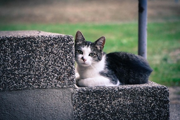 cat, architecture, stairs, outdoor, animal, urban