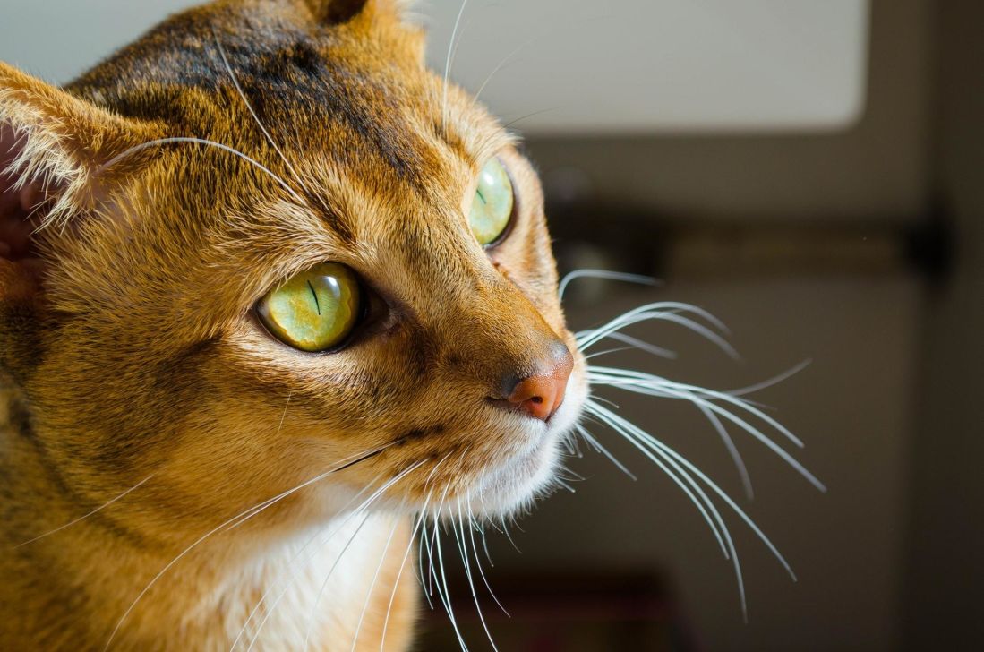 Cat, retrato, bonito, olho, felino de estimação, animal, curioso, gatinho