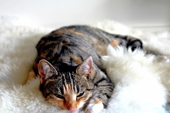 cat, fur, cute, animal, pet, feline, kitten, kitty, sleep, textil, whiskers