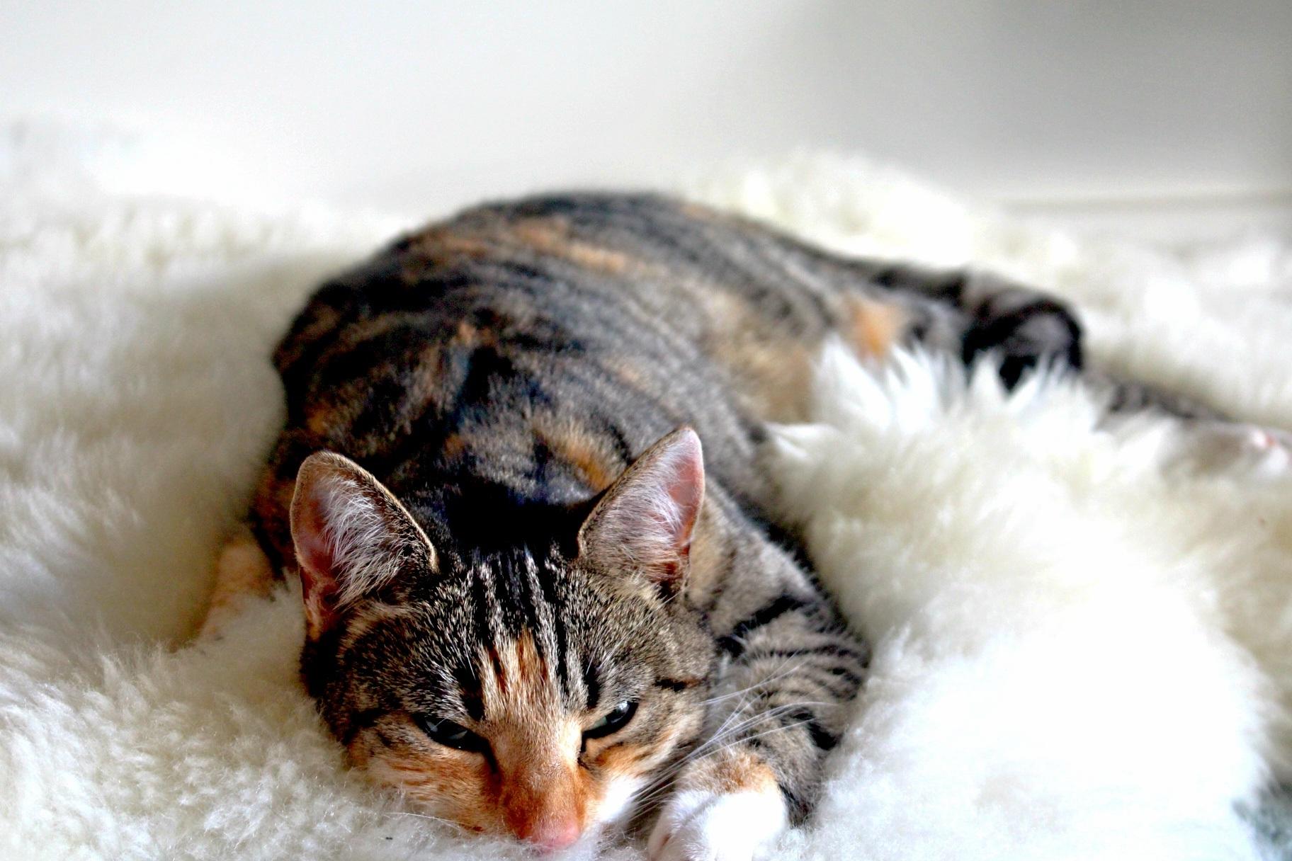 К чему снится полосатый кот. Cutie Cat сон. Обои на рабочий стол кот лежит на кровати. Красивый котенок во сне