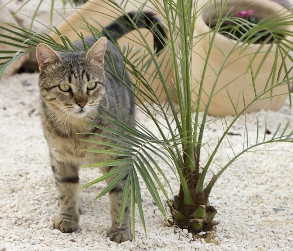 nature, cat, backyard, kitten, palm tree, soil, ground, pet, kitty