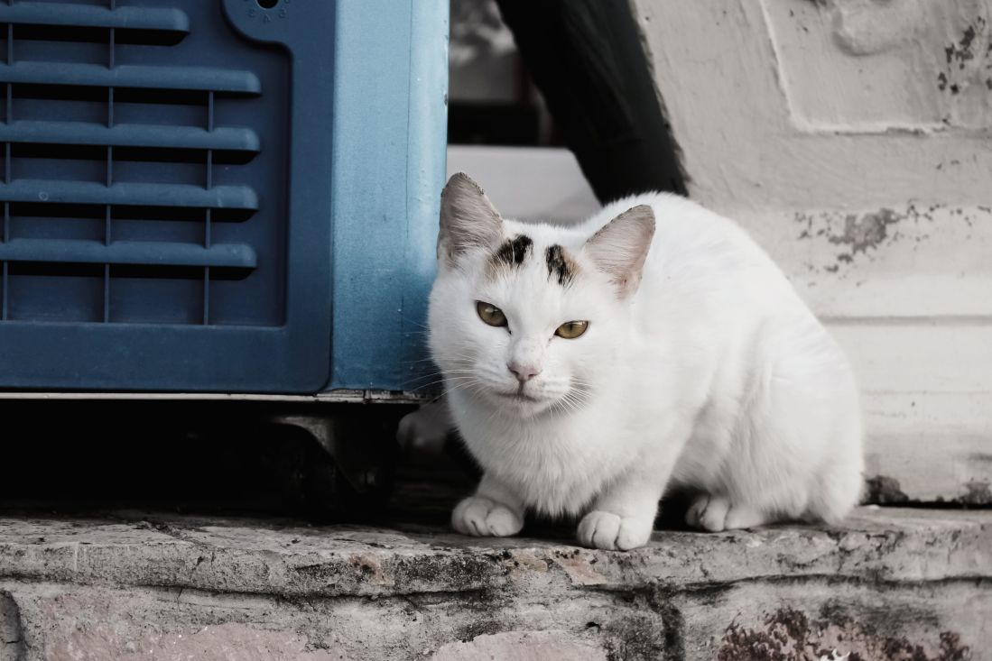 Cat, portrét, domácí zvířata, roztomilý, zvíře, čiči, kotě, kočkovitá šelma, bílá, chodník, asfalt