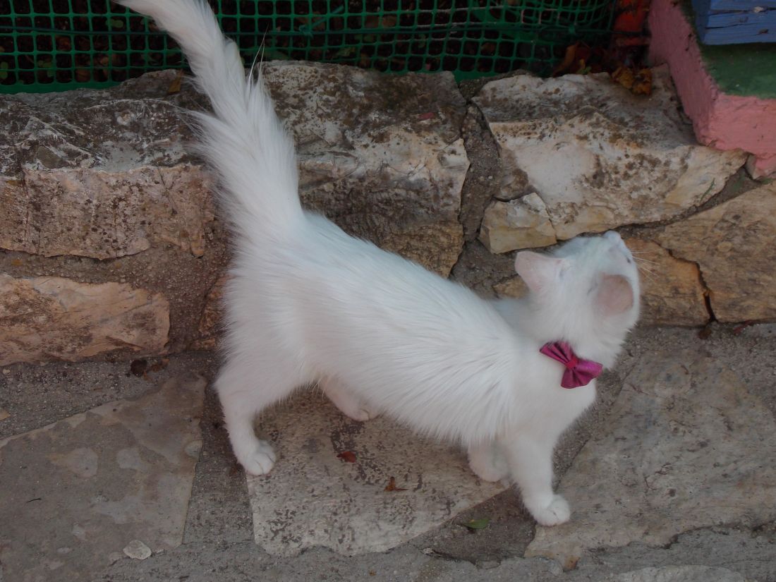 innenlands cat, hvit, fortau, utendørs, kattunge