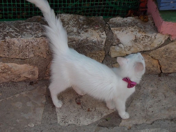 Kot domowy, biały, bruk, odkryty, kotek