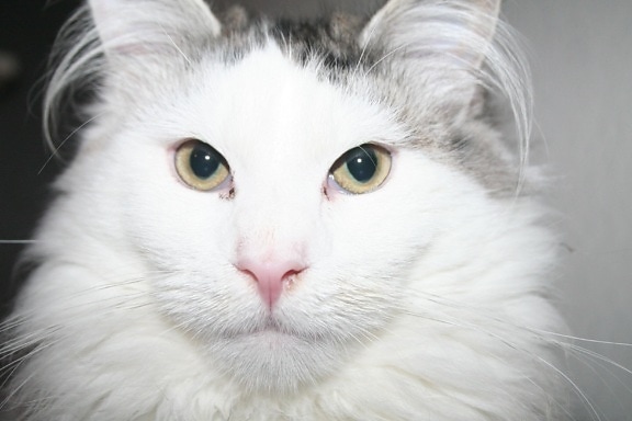 котка, сладко, портрет, животно, галеник, козината, очите, коте, бяло, главата, котешки