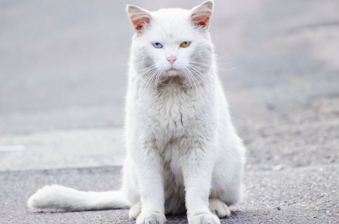 gato doméstico, gatito lindo, blanco, animal, gatito, pelaje, felino