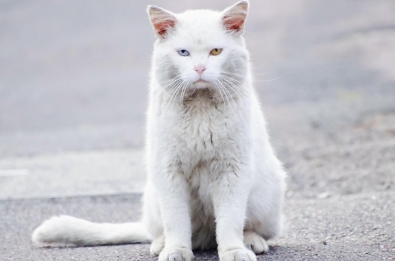 домашньої кішки, милий, білі, кошеня, тварина, Кітті, хутро, котячих
