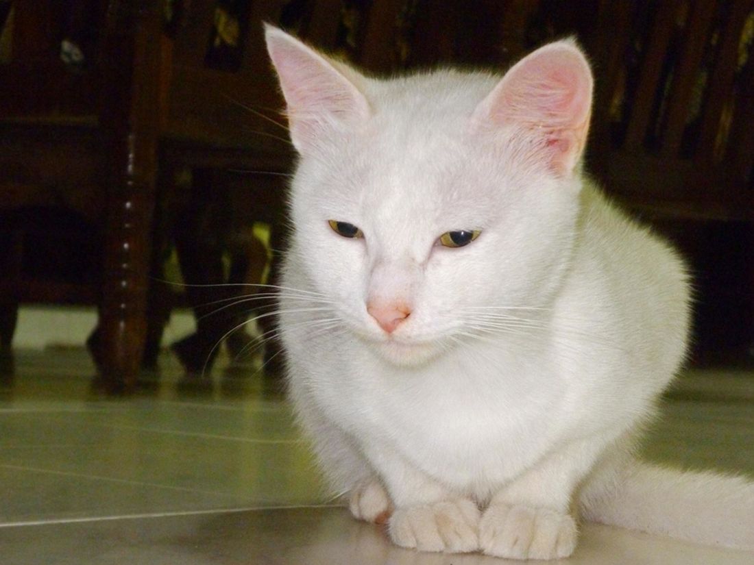 แมว น่ารัก ภาพ สัตว์เลี้ยง ตา คิตตี้ ลูกแมว แมวขาว แมว ในประเทศ