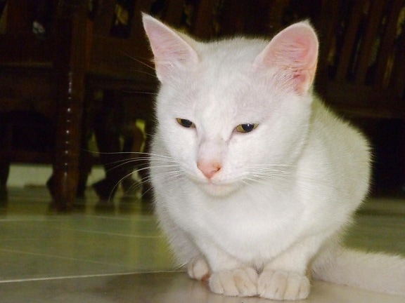gato, lindo, retrato, mascota, ojo, kitty, gatito, gato doméstico felino blanco