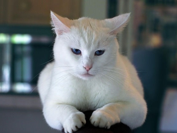 pisica, dragut, companie, portret, ochiul, pisica albă, interne, animal, pisoi, blana, kitty