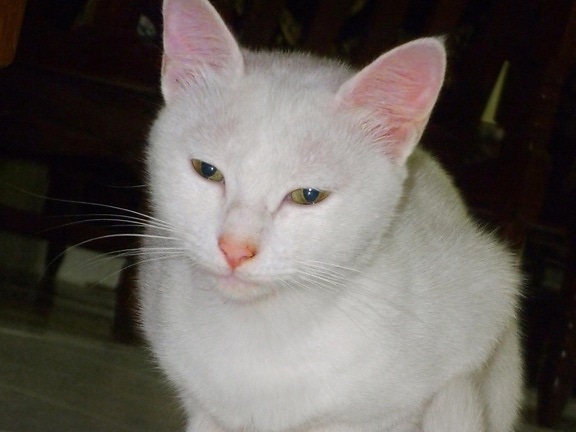 кішка мила, ПЕТ, портрет кошеня, білий, кошеня, котячих, тварина