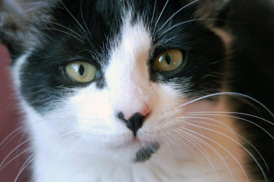 Free picture: cat, cute, portrait, pet, animal, kitten, fur, pavement ...