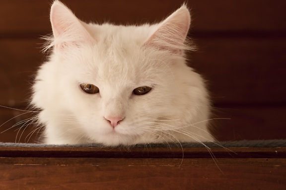 retrato do animal de estimação, gato, animal, fofo, gatinho, branco, gatinha, felina