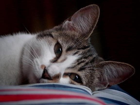 แมว ภาพ สัตว์ ลูกแมว น่ารัก สัตว์ เลี้ยง ตา ขน นอนหลับ แมว