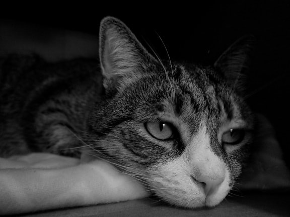 Cat, portrét, monochromatický, tmavé, stín, pet, zvíře, roztomilý, kotě