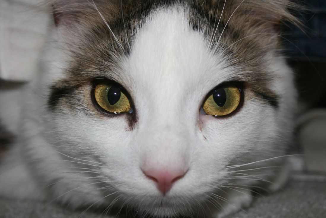 Cat, pet, oko, portrét, roztomilý, zvíře, kotě, hlava, kožešiny, šedá