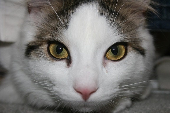 แมว สัตว์เลี้ยง ตา ภาพ น่ารัก สัตว์ ลูกแมว หัว ขน สีเทา
